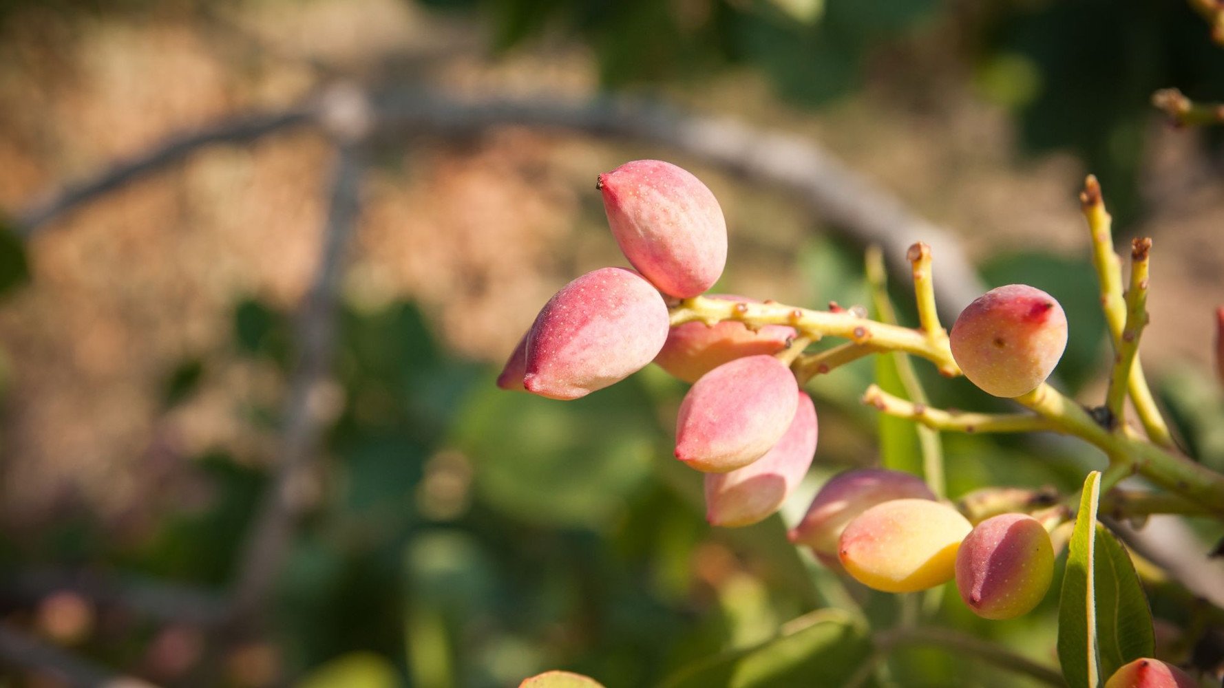 Pistachios_Aegina